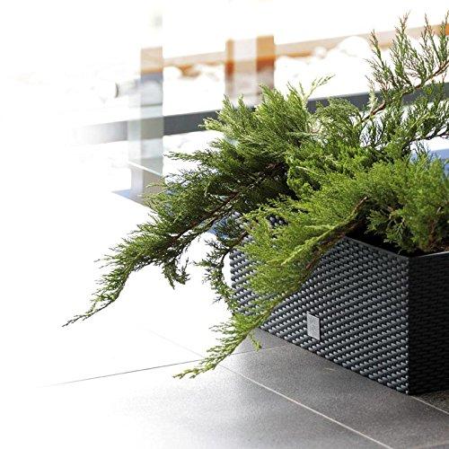 Prosperplast DRTC500 S433 Rato Flower Pot, Anthracite or Brown, Irrigation System, Durable, High Quality Plastic, Stylish