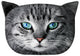 Bertoni Fritz Cat decorative pillow 30x45 cm, velour, cat print, anti-allergenic insert