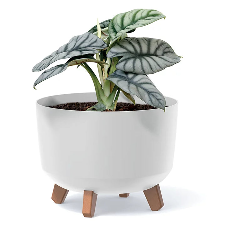 Prosperplast DGRL200-5615C Flower Pot Planter with Legs 3L Modern Decorative Round